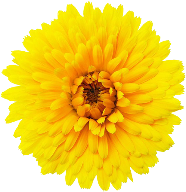 Vibrant Yellow Flower Isolated