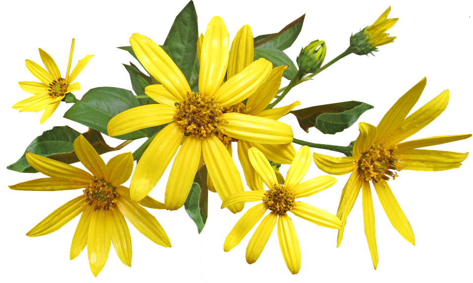 Vibrant Yellow Flowers Transparent Background