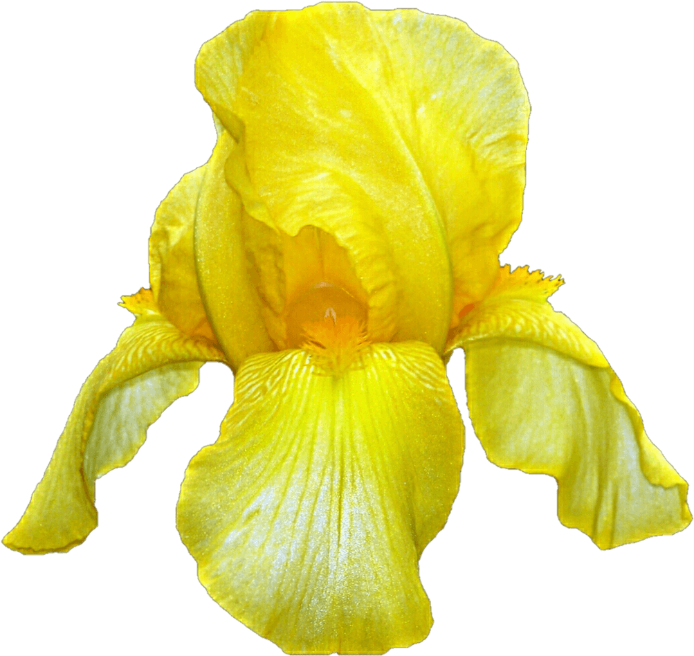 Yellow Iris - Yellow Iris Flower, HD Png Download PNG with transparent background