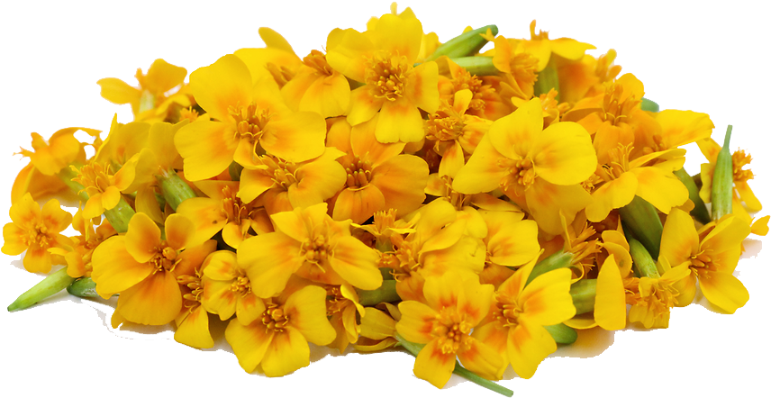 Marigold Png File - Marigold Png PNG with transparent background
