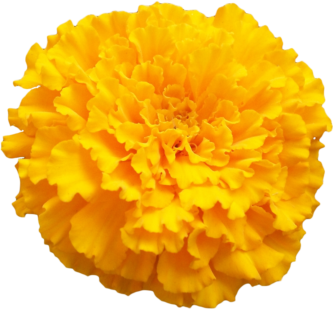 Vibrant Yellow Marigold Flower