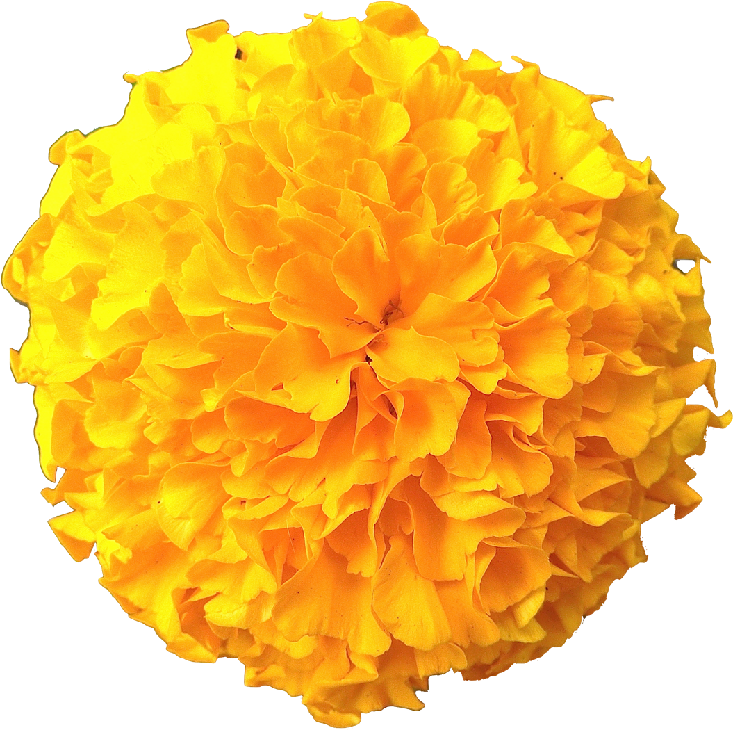 Vibrant Yellow Marigold Flower.png