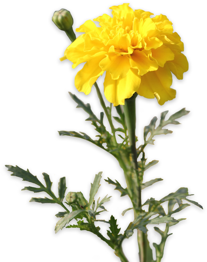 Vibrant Yellow Marigold Flower