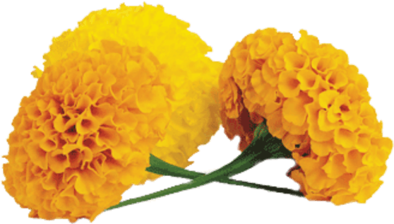 Vibrant Yellow Marigolds.png