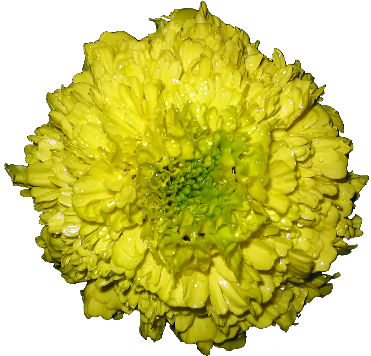 Vibrant Yellow Marigoldwith Dew Drops