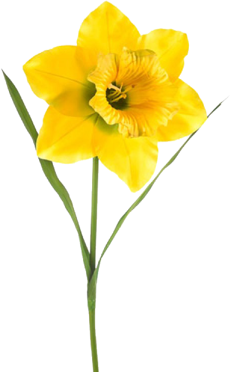 Vibrant Yellow Narcissus Flower