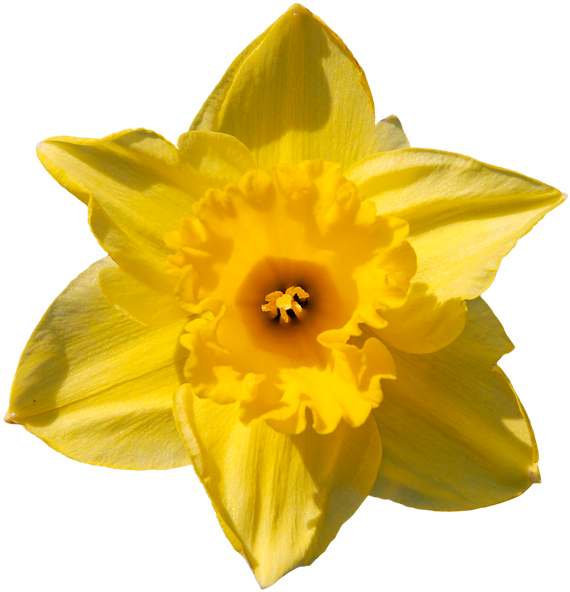 Vibrant Yellow Narcissus Flower