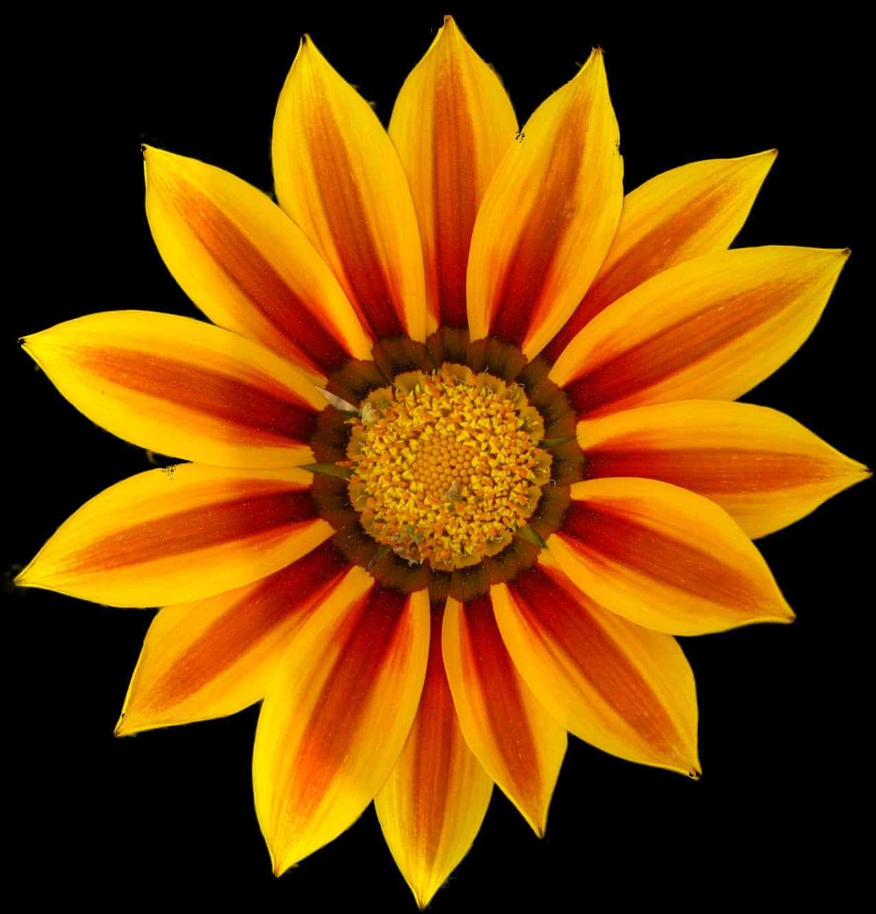 Vibrant Yellow Orange Daisy Flower.jpg