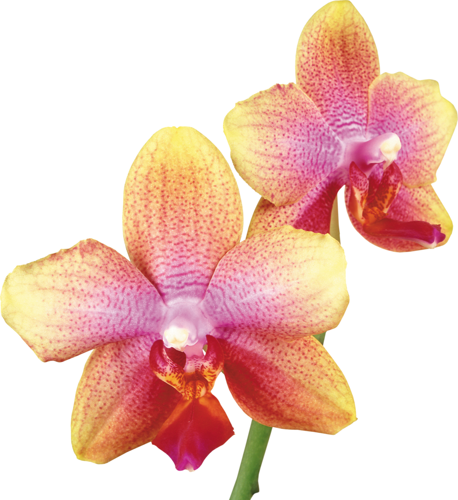 Pink Yellow Orchid, HD Png Download PNG with transparent background