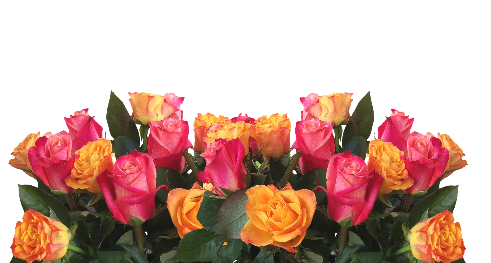 Vibrant Yellow Pink Roses Black Background.jpg PNG with transparent background