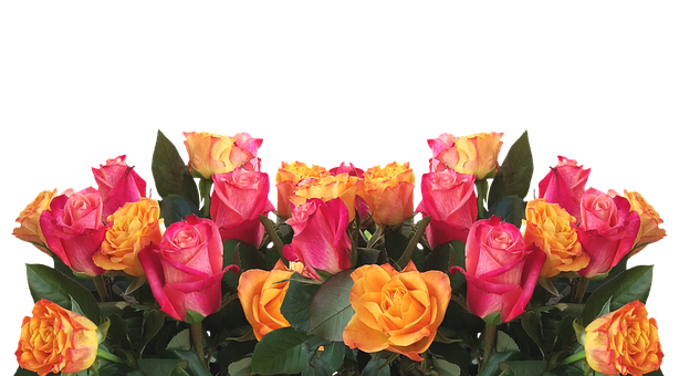 Vibrant Yellow Pink Roses Black Background PNG with transparent background