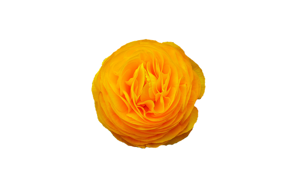 Vibrant Yellow Ranunculus Black Background