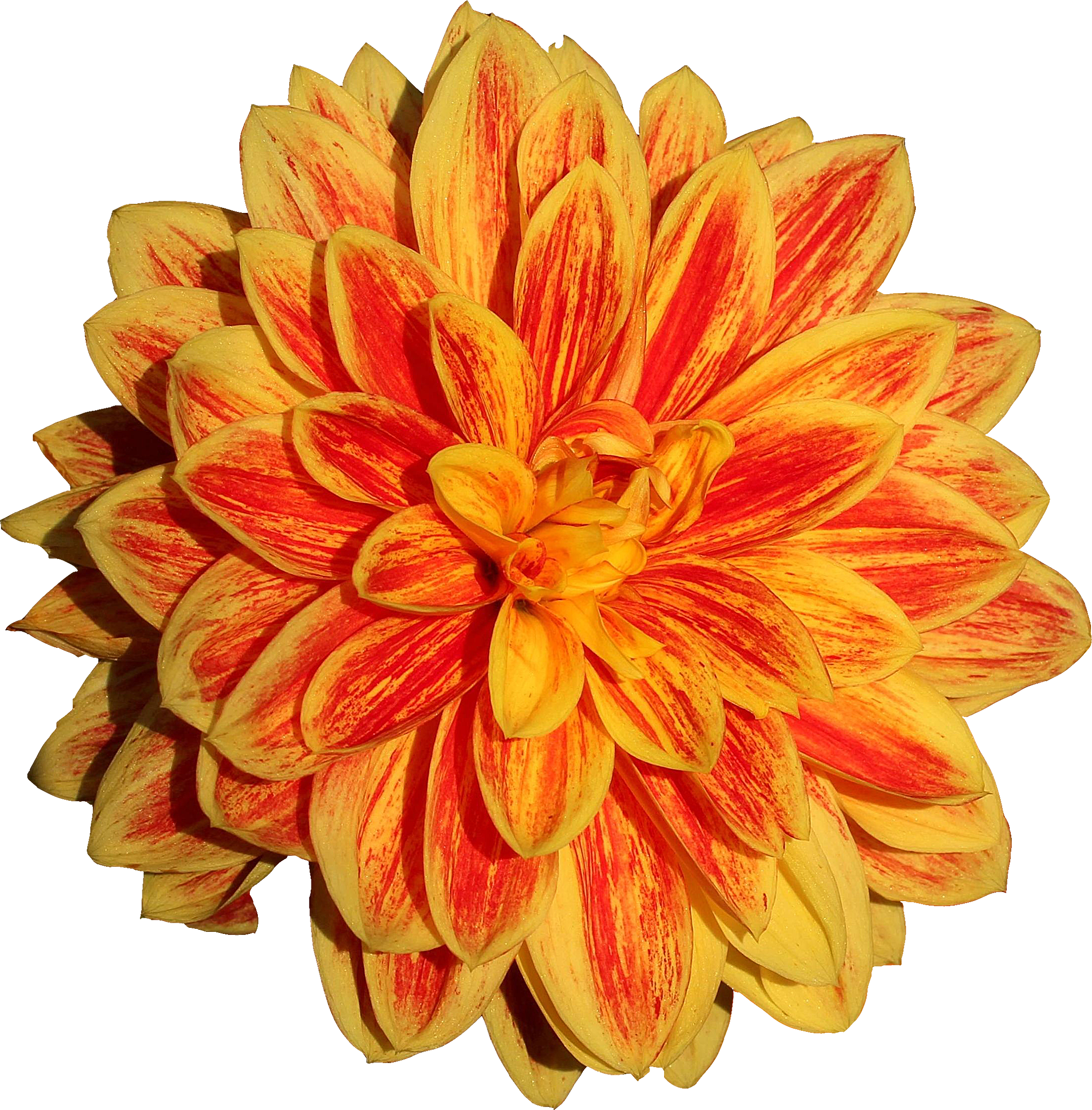Dahlia Flower Png Image - Orange Dahlia Flower Png, Transparent Png PNG with transparent background