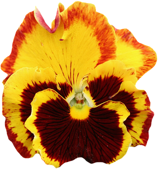 Vibrant Yellow Red Pansy Flower PNG with transparent background