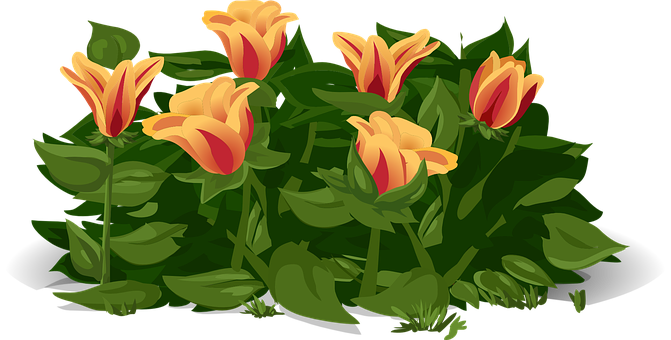 Vibrant Yellow Red Tulips Illustration PNG with transparent background