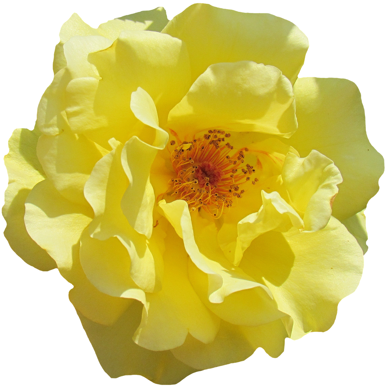 Vibrant Yellow Rose Black Background PNG with transparent background