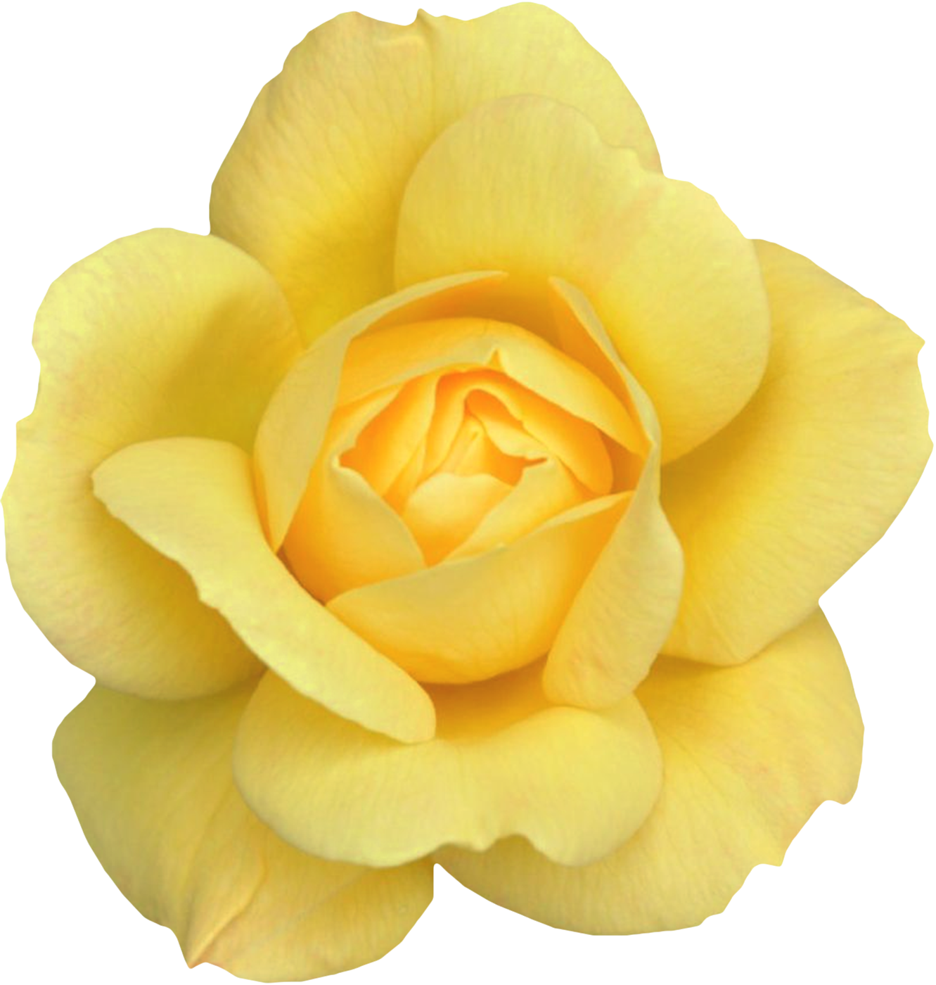 Vibrant Yellow Rose Bloom