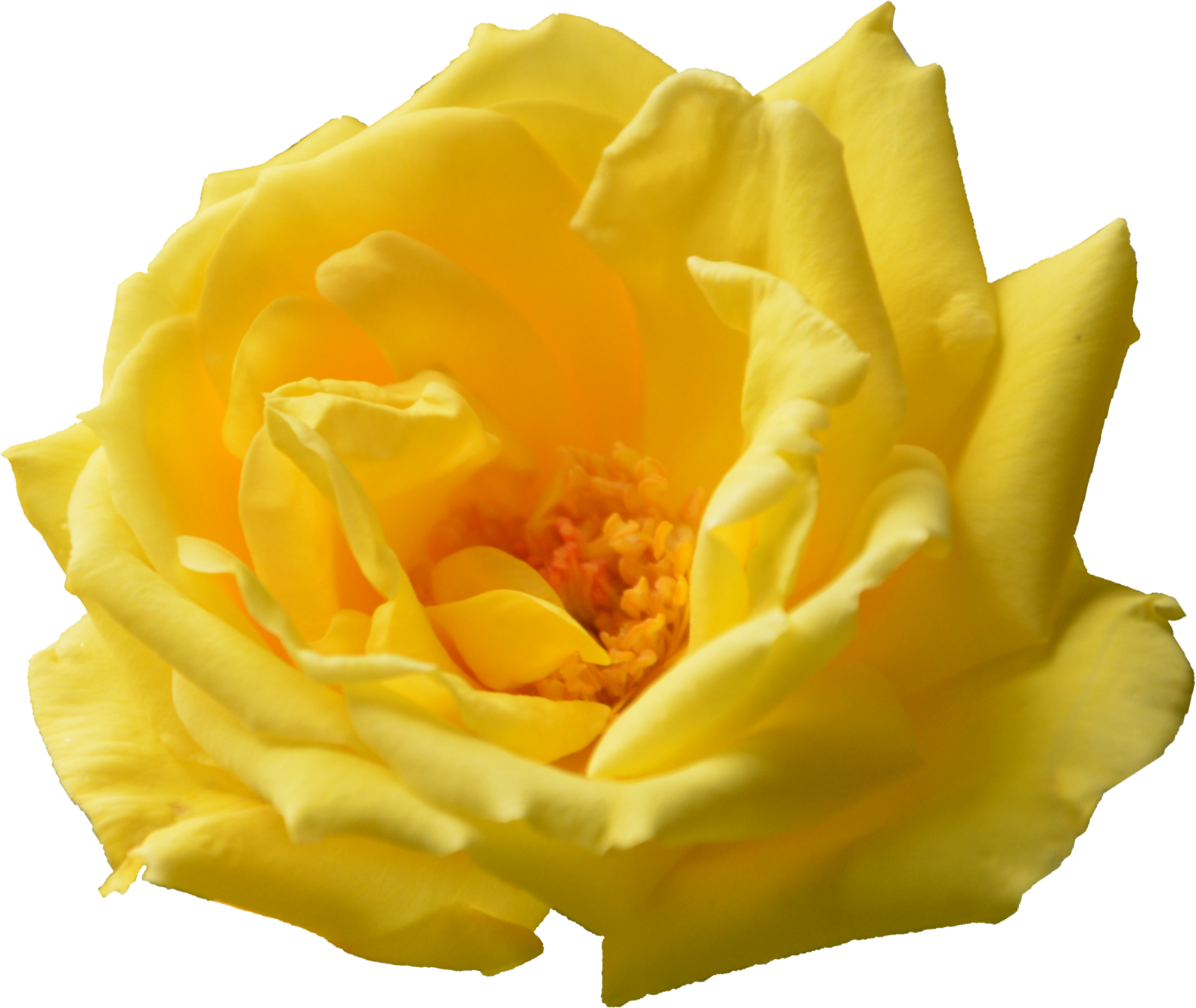 Vibrant Yellow Rose Bloom