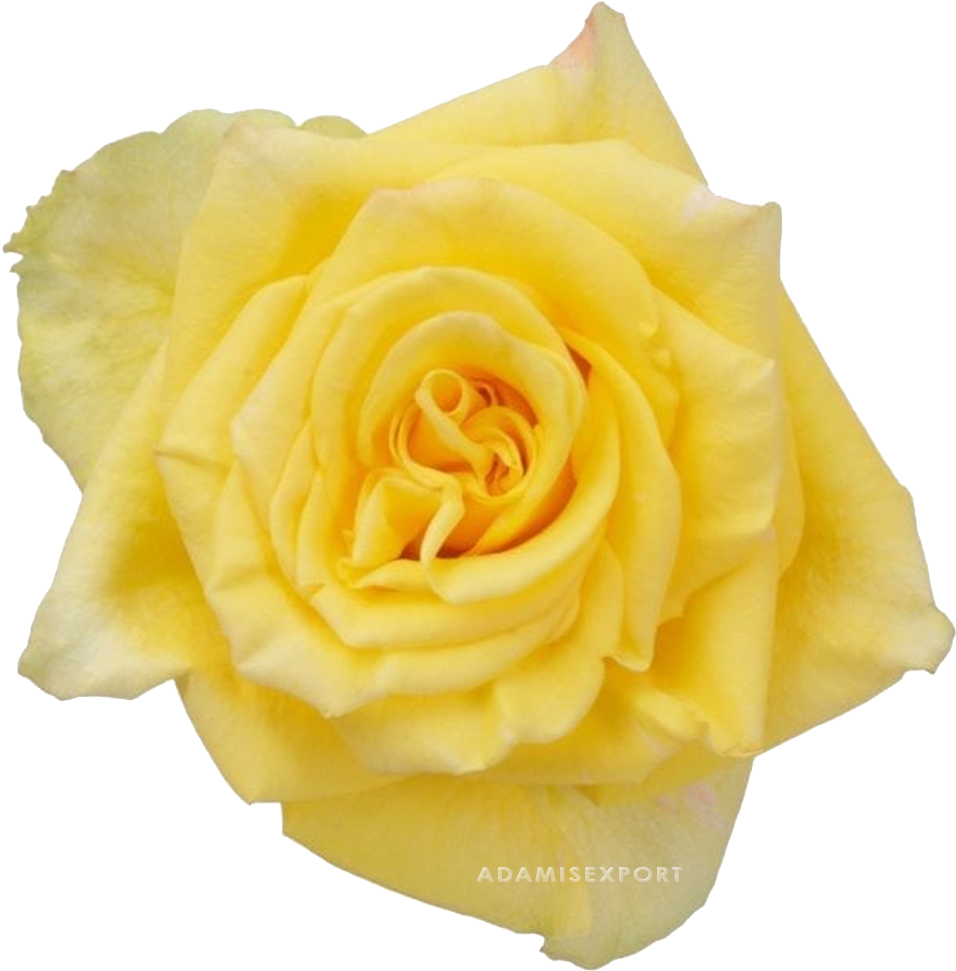 Vibrant Yellow Rose Isolated