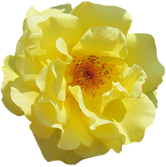 Vibrant Yellow Rose Isolated PNG with transparent background