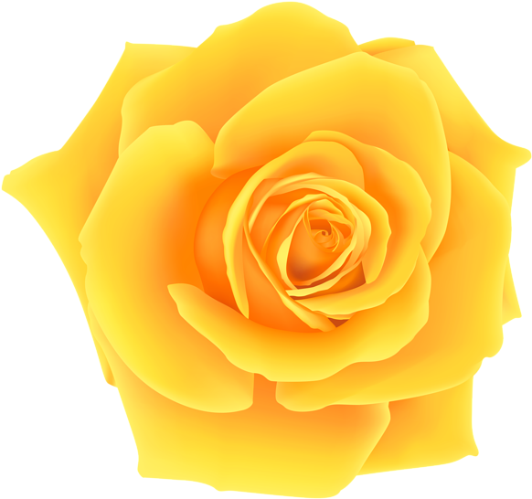 Vibrant Yellow Rose Isolated