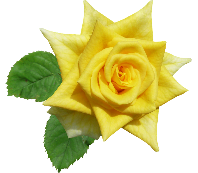 Vibrant Yellow Rose Isolated.png