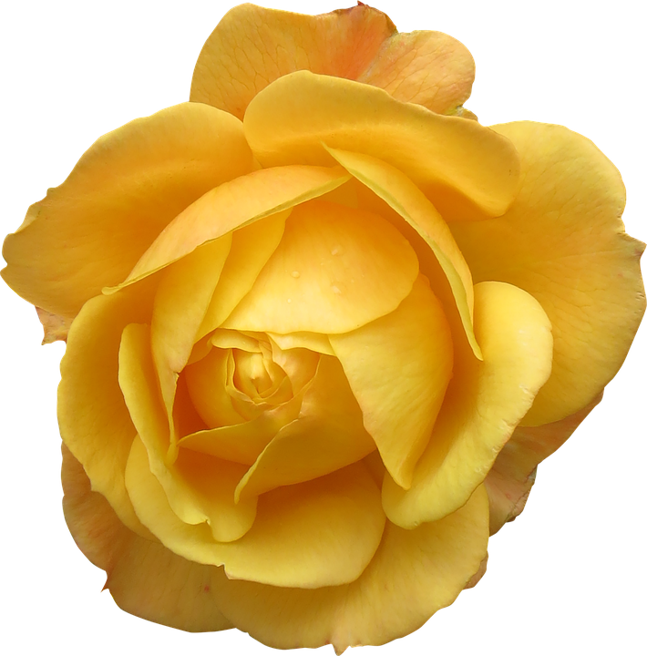 Vibrant Yellow Rose Isolated.png