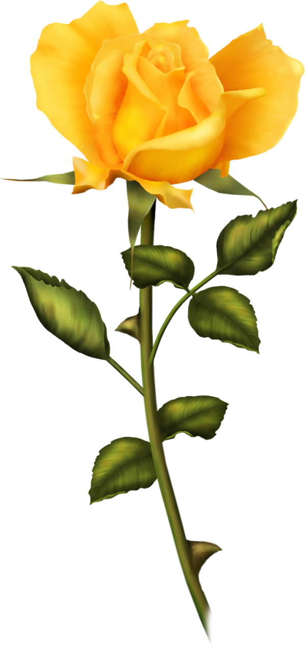 Vibrant Yellow Rose Stem