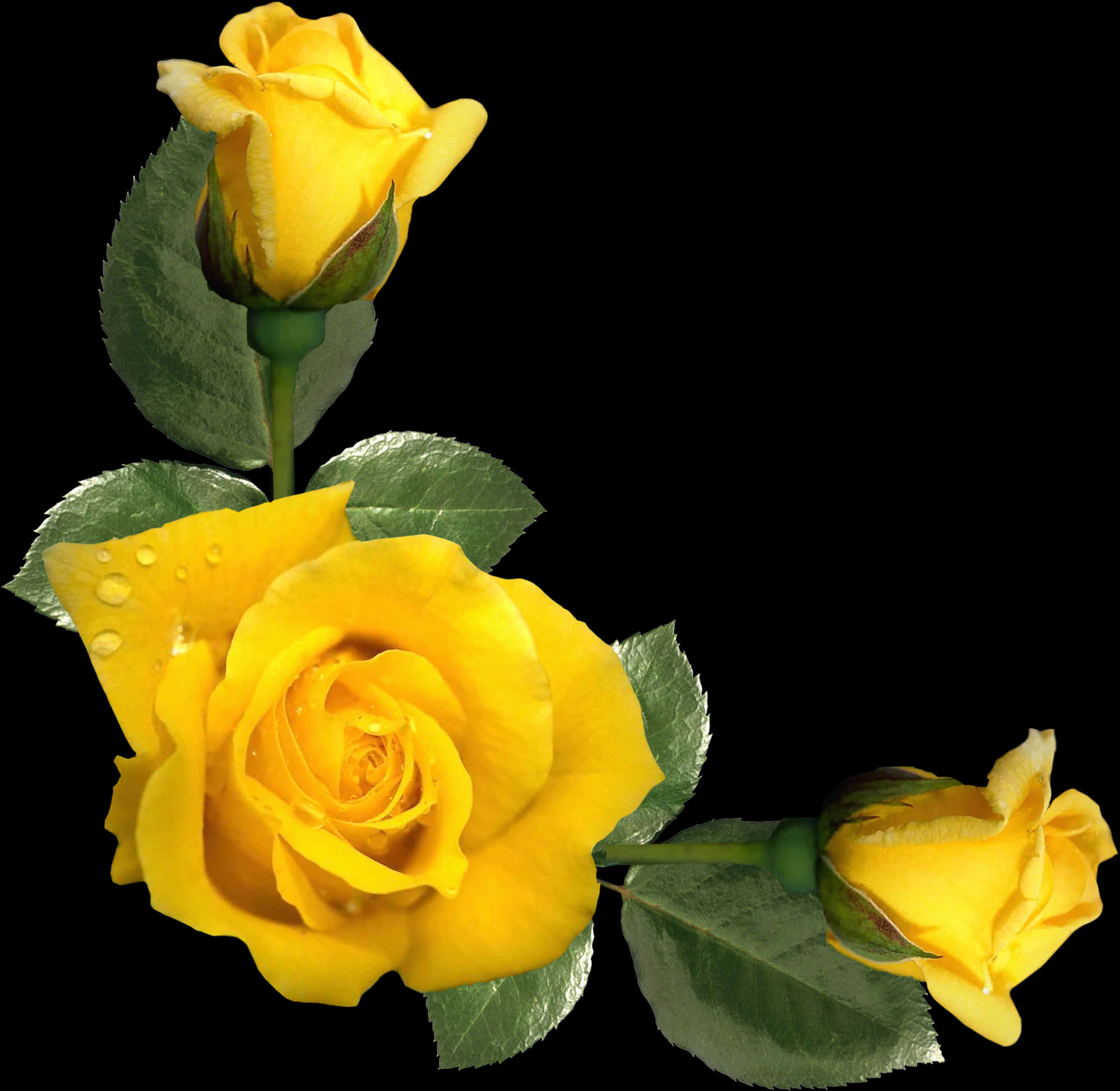 Vibrant Yellow Roses Floral Display