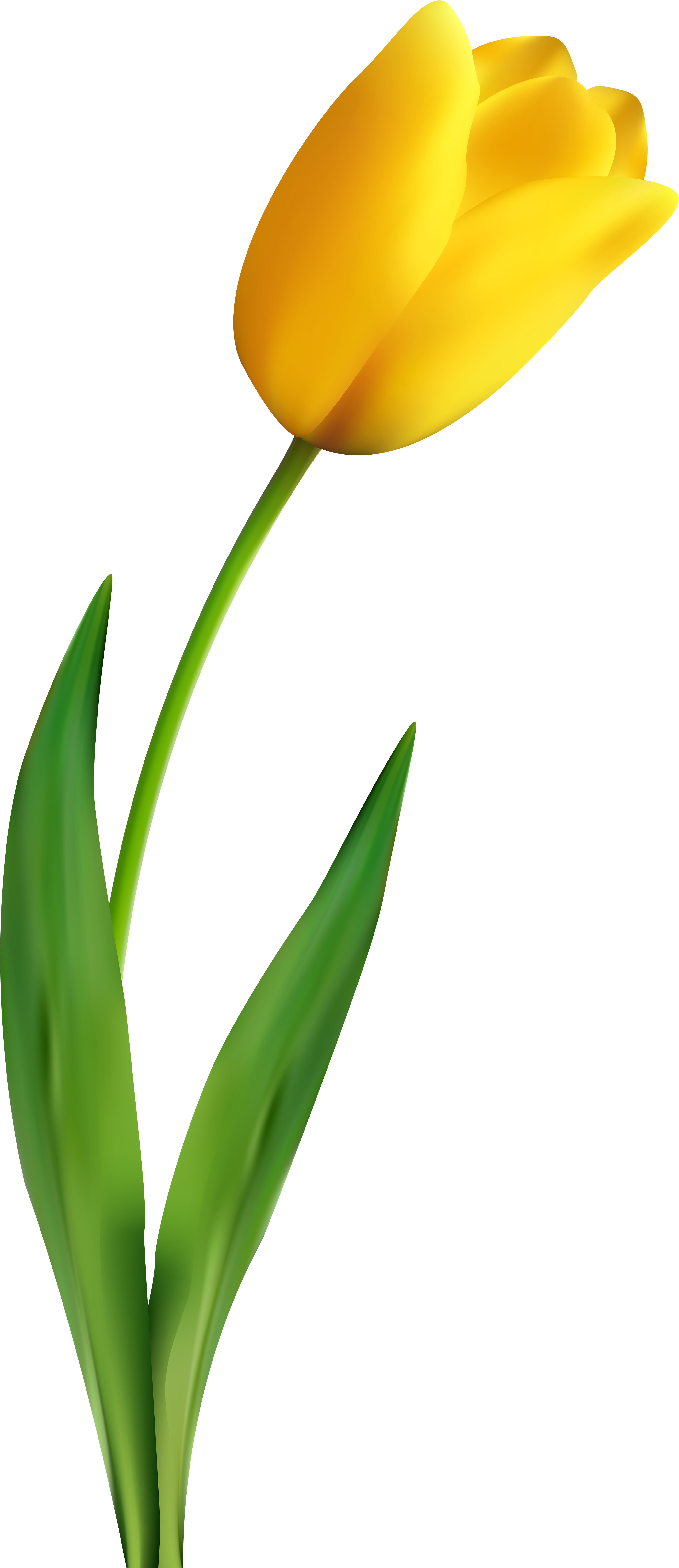 Tulip Transparent Yellow - Yellow Tulip Transparent Background, HD Png Download PNG with transparent background