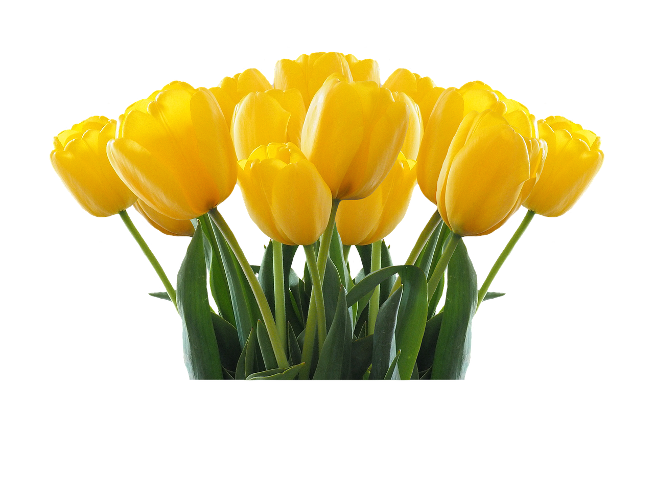 Vibrant Yellow Tulips Black Background PNG with transparent background