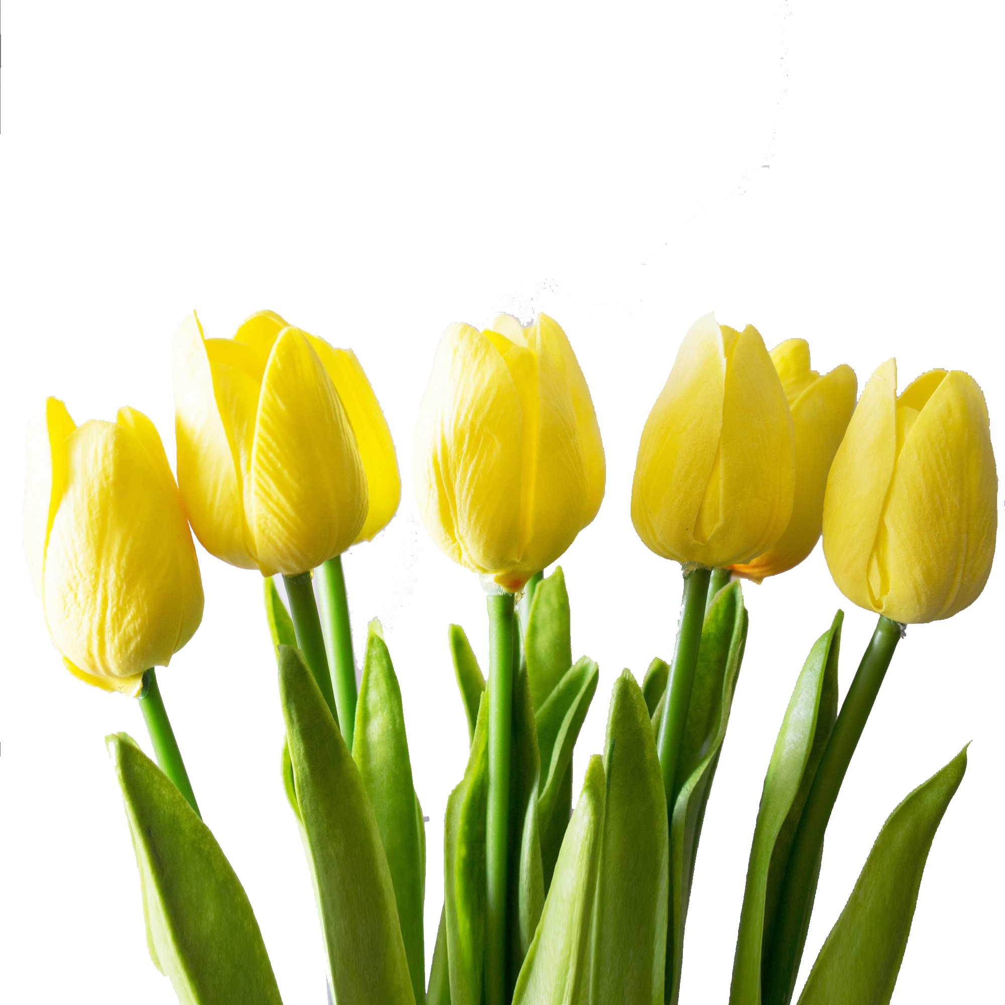 Yellow Tulips Png Free Images - Yellow Tulips Png, Transparent Png PNG with transparent background