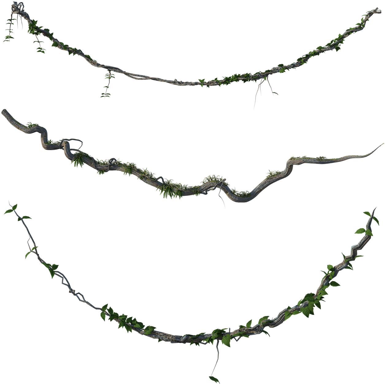 Vine_ Pattern_ Transparent_ Background PNG with transparent background