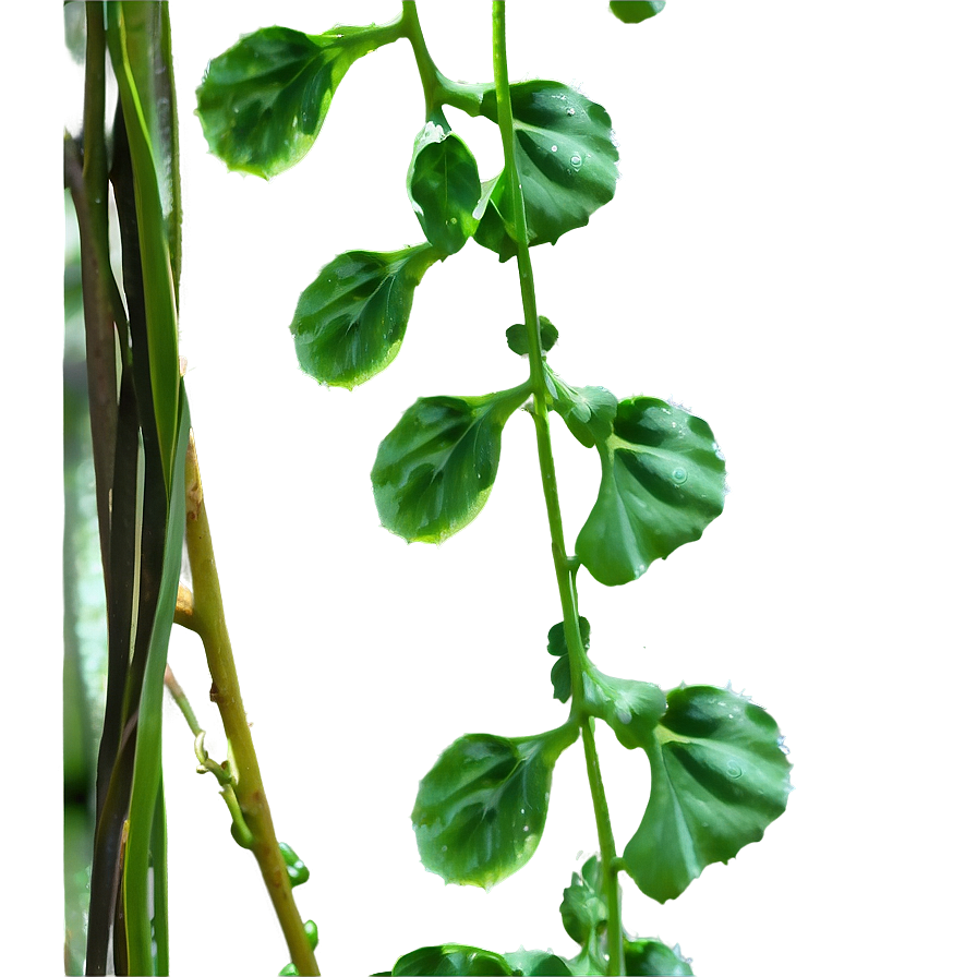 Vine With Morning Dew Png 05042024