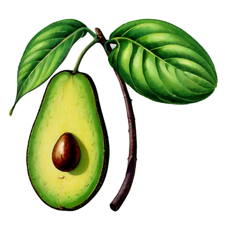 Vintage Avocado Png Ukl10