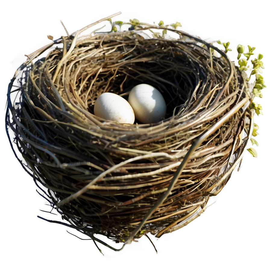 Vintage Bird Nest PNG 06212024 PNG image with a transparent background, free high-resolution download