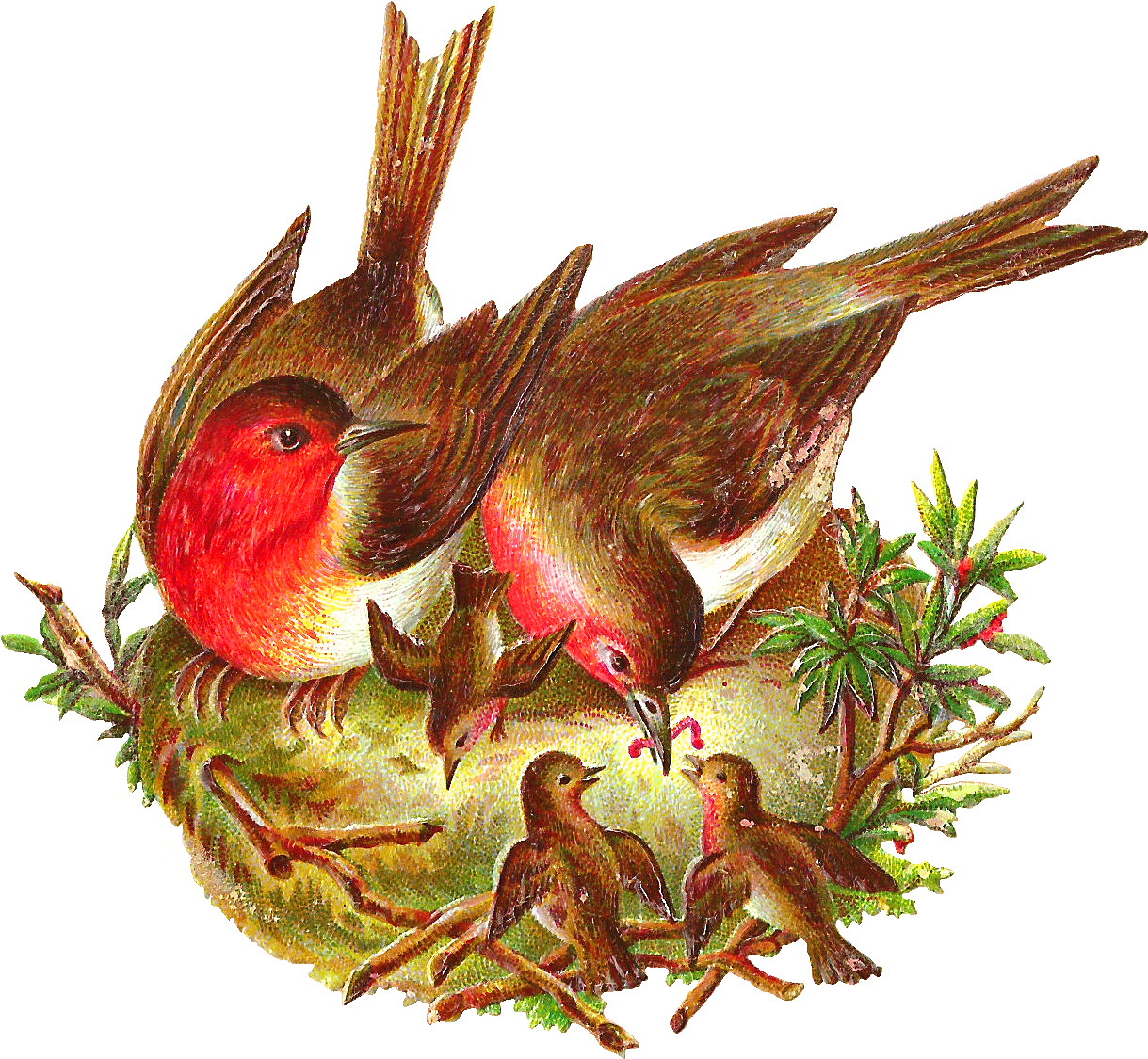 Free Bird Graphic - Bird In The Nest Png, Transparent Png PNG with transparent background