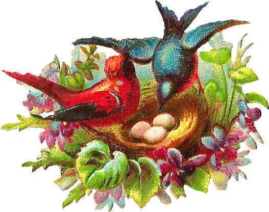 Bird Nest, HD Png Download PNG with transparent background