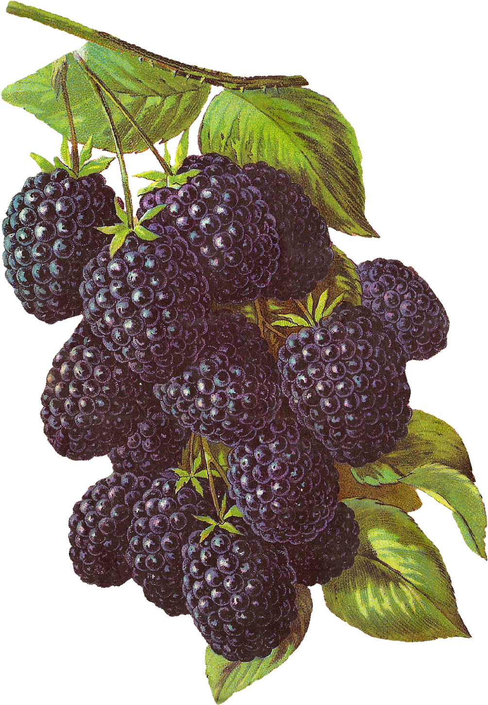 Rubus - Blackberry Fruit Illustration, HD Png Download PNG with transparent background