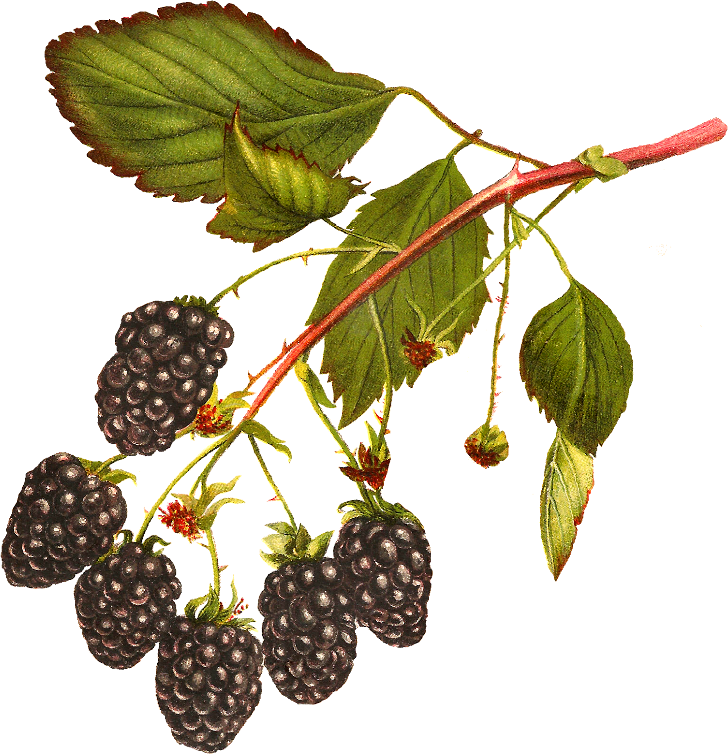 Digital Blackberry Fruit Download - Blackberries Free Clip Art, HD Png Download PNG with transparent background