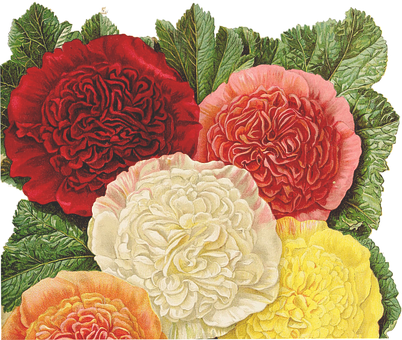 Vintage_ Botanical_ Illustration_ Begonias PNG with transparent background