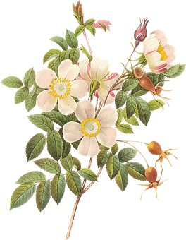 Vintage_ Botanical_ Illustration_ Rosa_ Canina