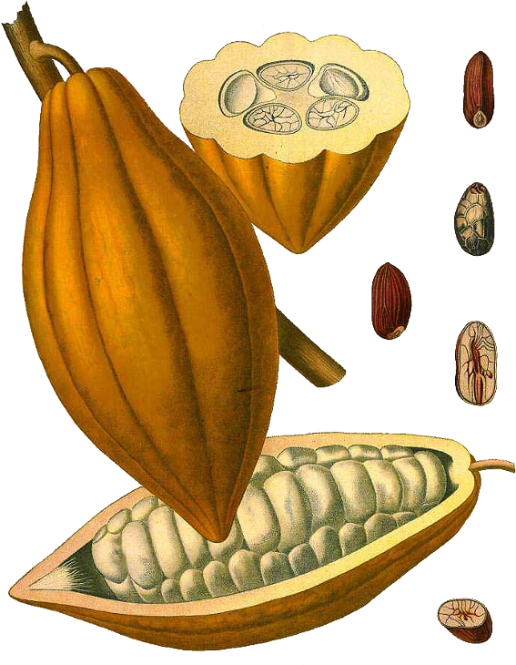 Vintage Cacao Podand Beans Illustration