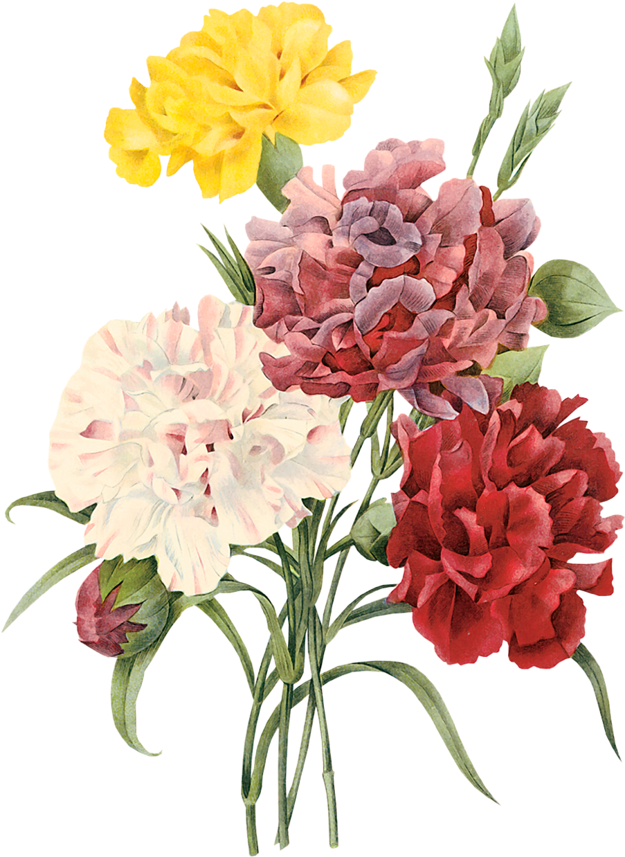 Transparent Red Carnation Png - Pierre Joseph Redoute, Png Download PNG with transparent background
