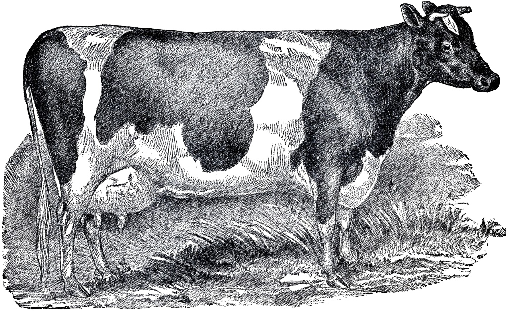 Vintage Cattle Illustration