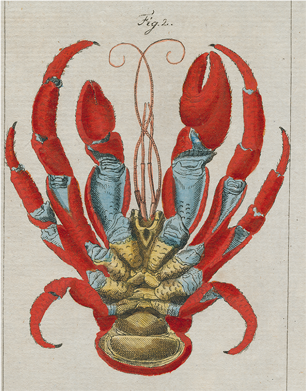 Vintage Crayfish Illustration