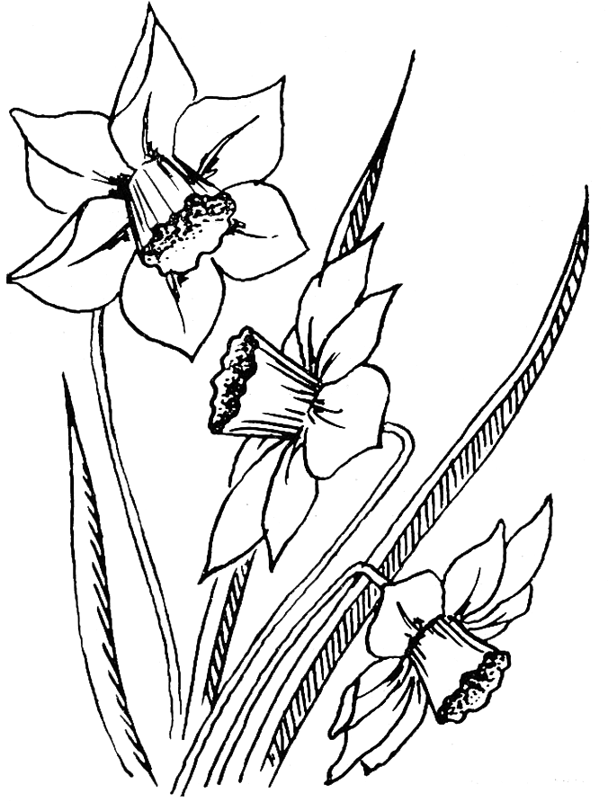 Line Art, HD Png Download PNG with transparent background