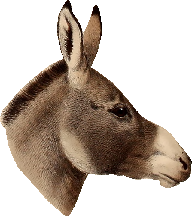 Fact Vs Fiction By Michelle Cho Infographic Donkey- - Donkey Head Png, Transparent Png PNG with transparent background