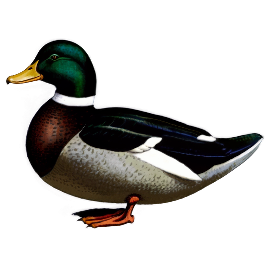 Vintage Duck Illustration Png Fpe2