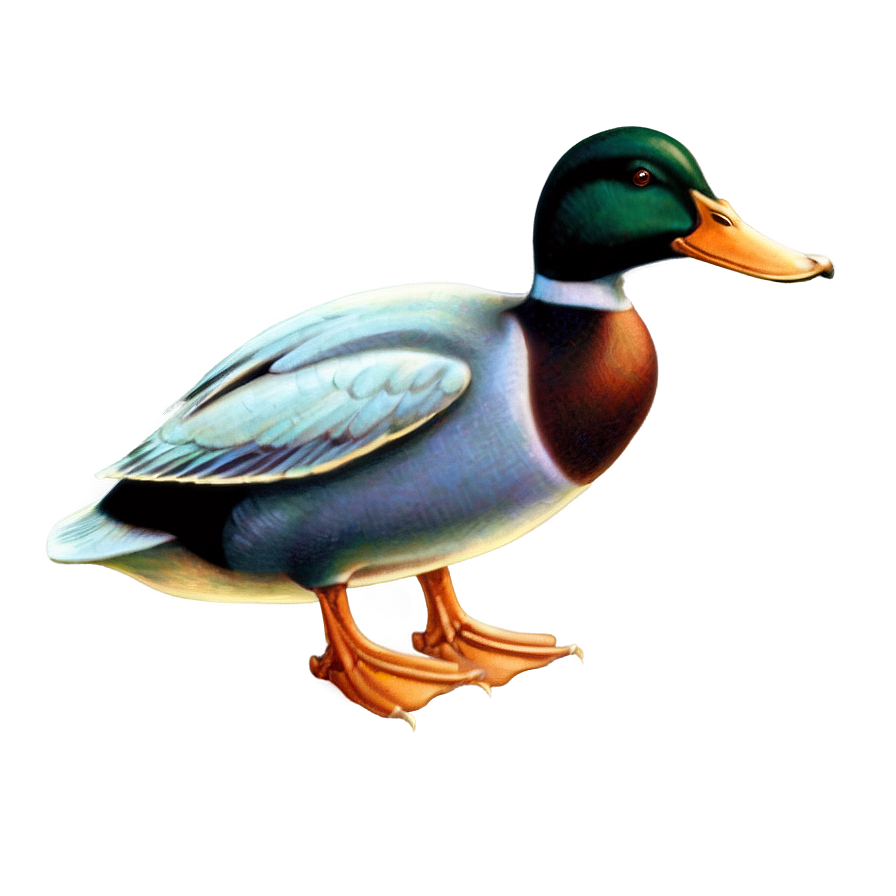 Vintage Duck Illustration Png Vrp30